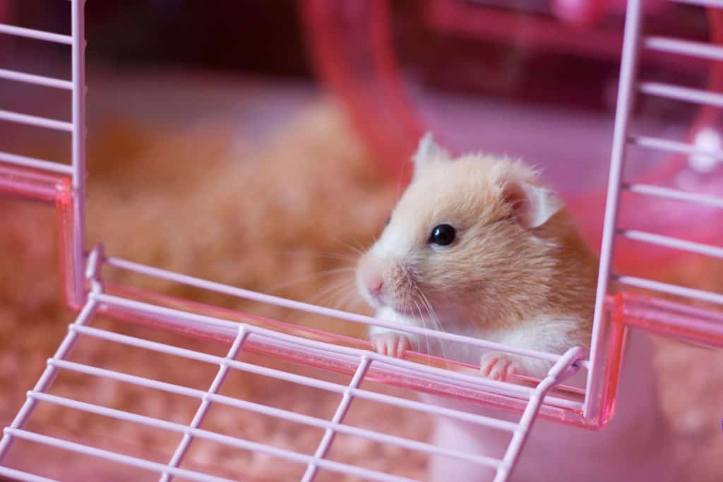A Syrian hamster peeping outside of his pink cage