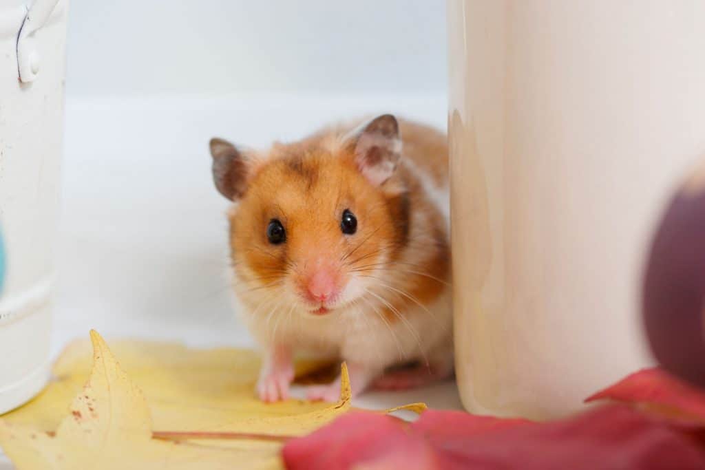 A cute Syrian hamster looking at something behind the wall