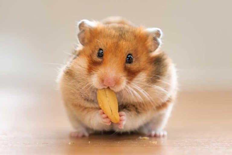 A cute hamster eating a nut