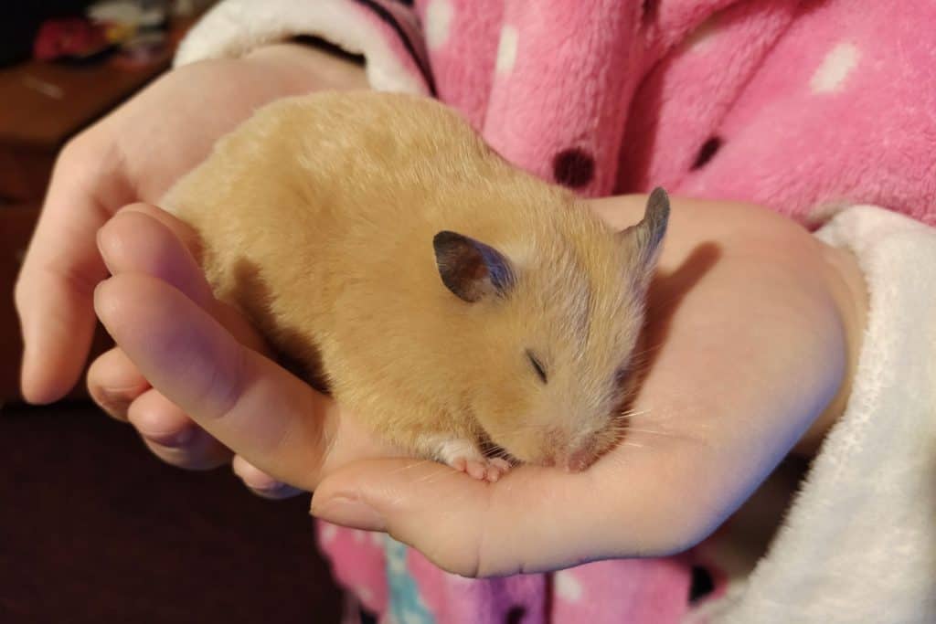 A girl holding a sleeping Syrian hamster