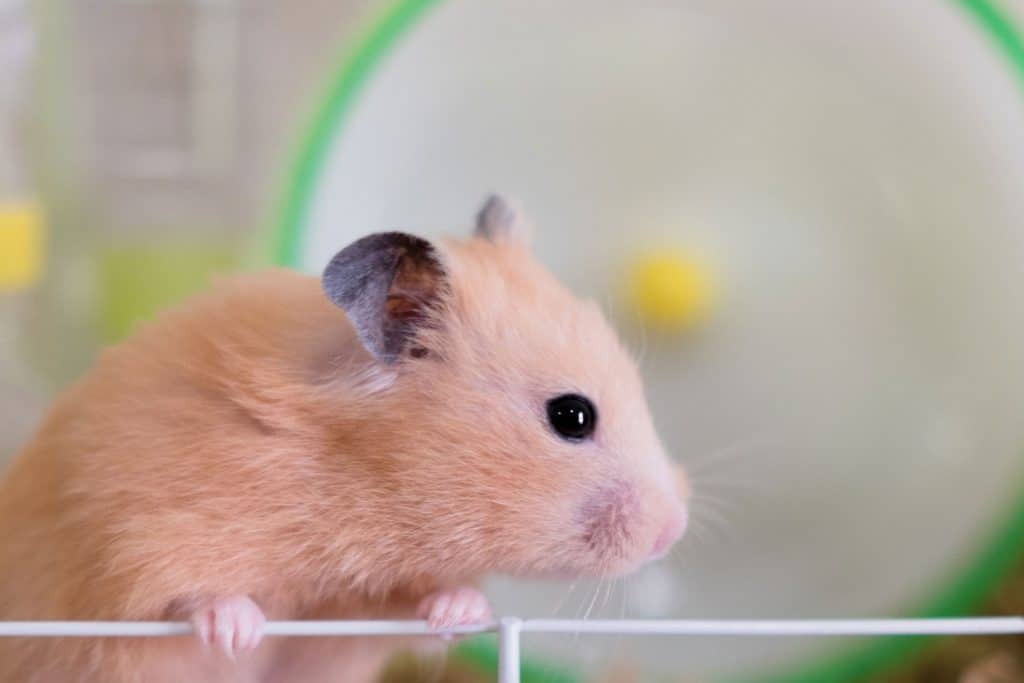 A golden hamster looking watching the floor up on his cage