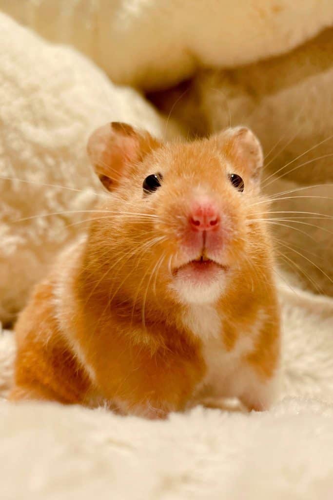 A golden Syrian hamster looking at the camera inside the cage