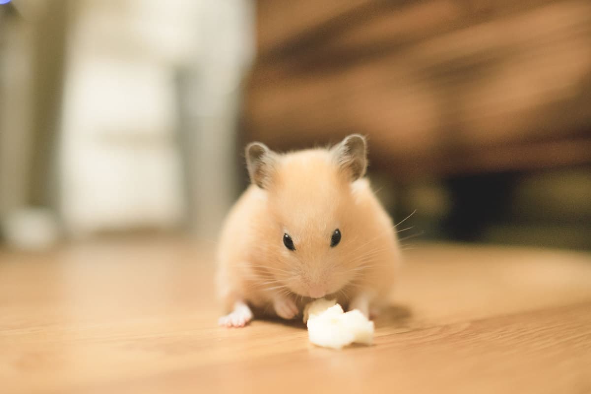 A hamster crawling inside a room and eating his treat on the floor, How to Hamster Proof a Room in 10 Easy Steps
