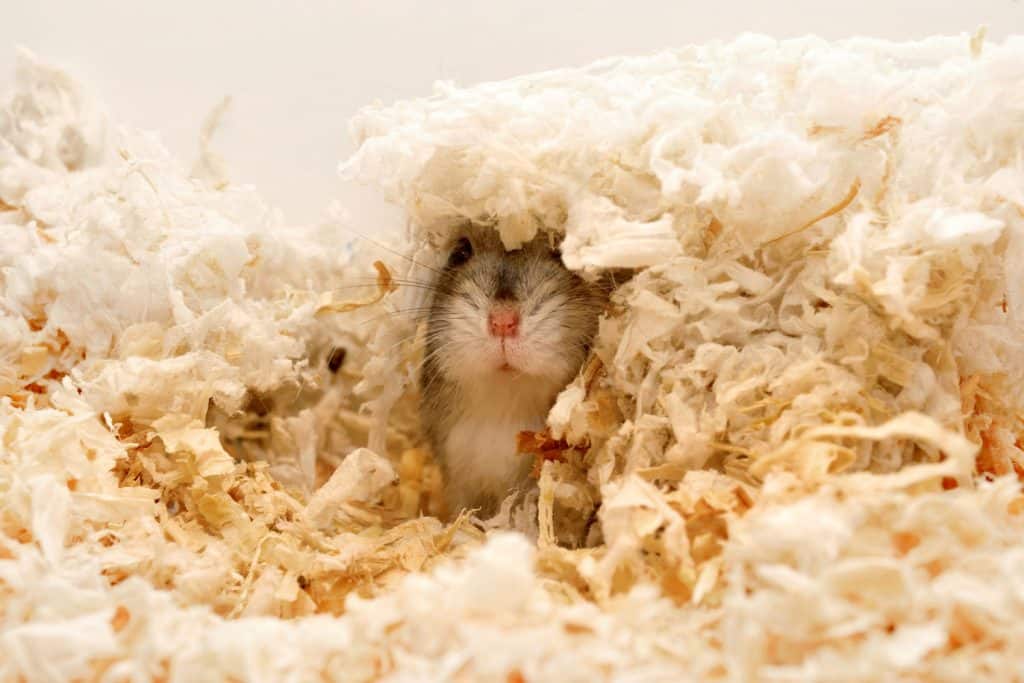A hamster hiding in his wooden shaving bed inside his cage