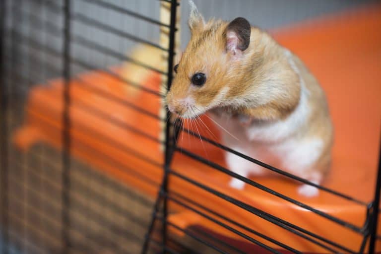 A hamster peeping out in his cage seeking attention, Wet Tail Disease in Hamsters - Prevention and Treatment