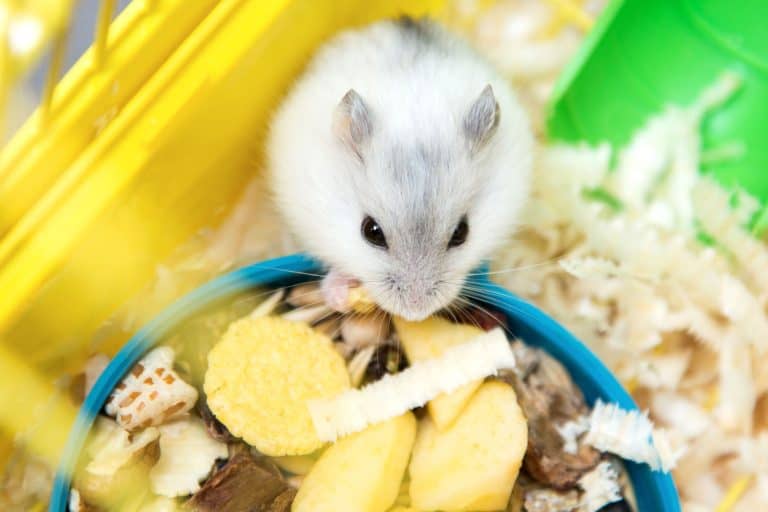 A white hamster eating his chips inside his cage, 7 Hamster Health Issues Every Owner Needs to Know About