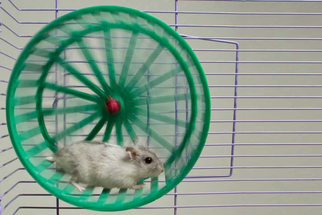 A white hamster running on his green wheel