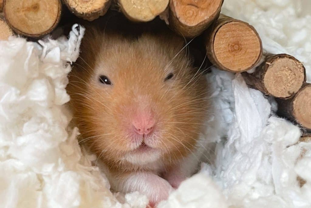 An aggressive Syrian hamster hiding in his bed