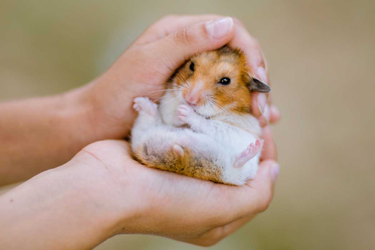 Child hands holding a dwarf hamster