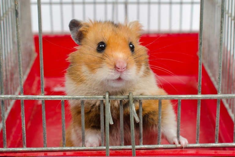 Cute funny Syrian hamster looking out of the cage