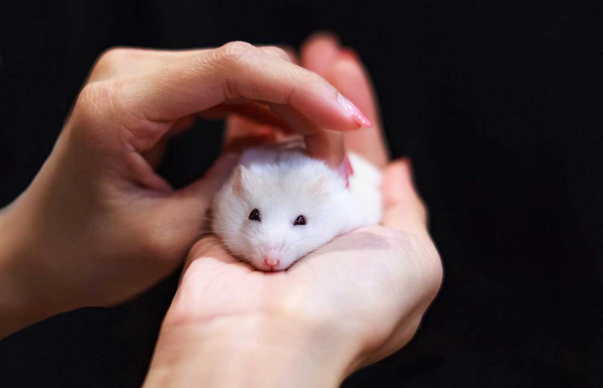 Cute little winter white dwarf hamster caressed on owner hand