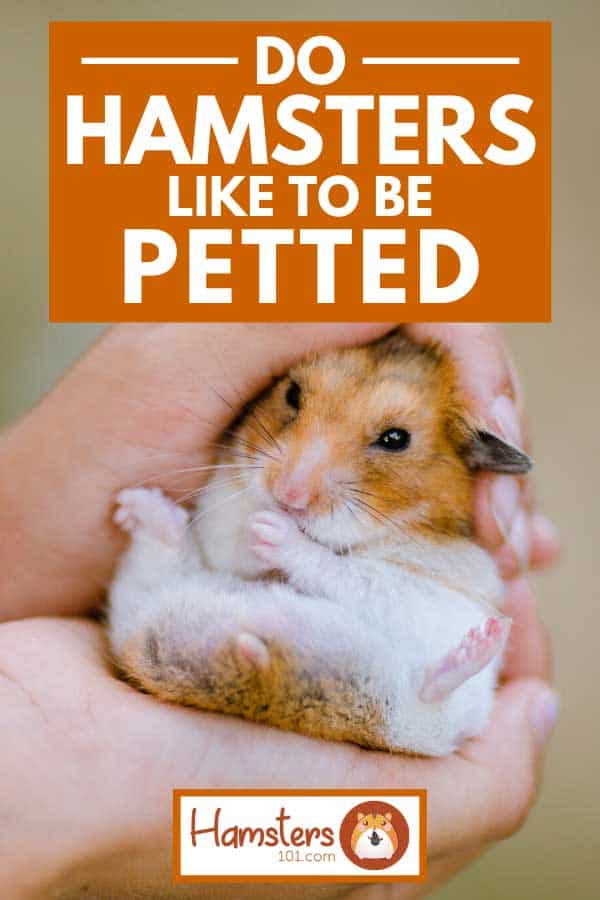 6. Get your hamster used to your voice before attempting to handle them.