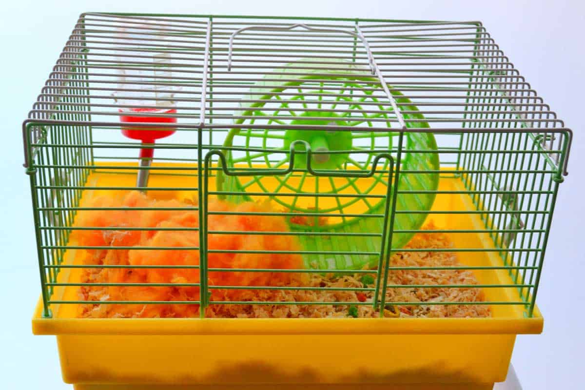 Clean a Hamster's Cage