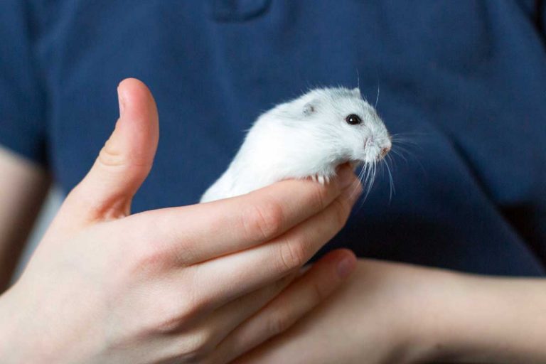 How Should You Play with Your Hamster?