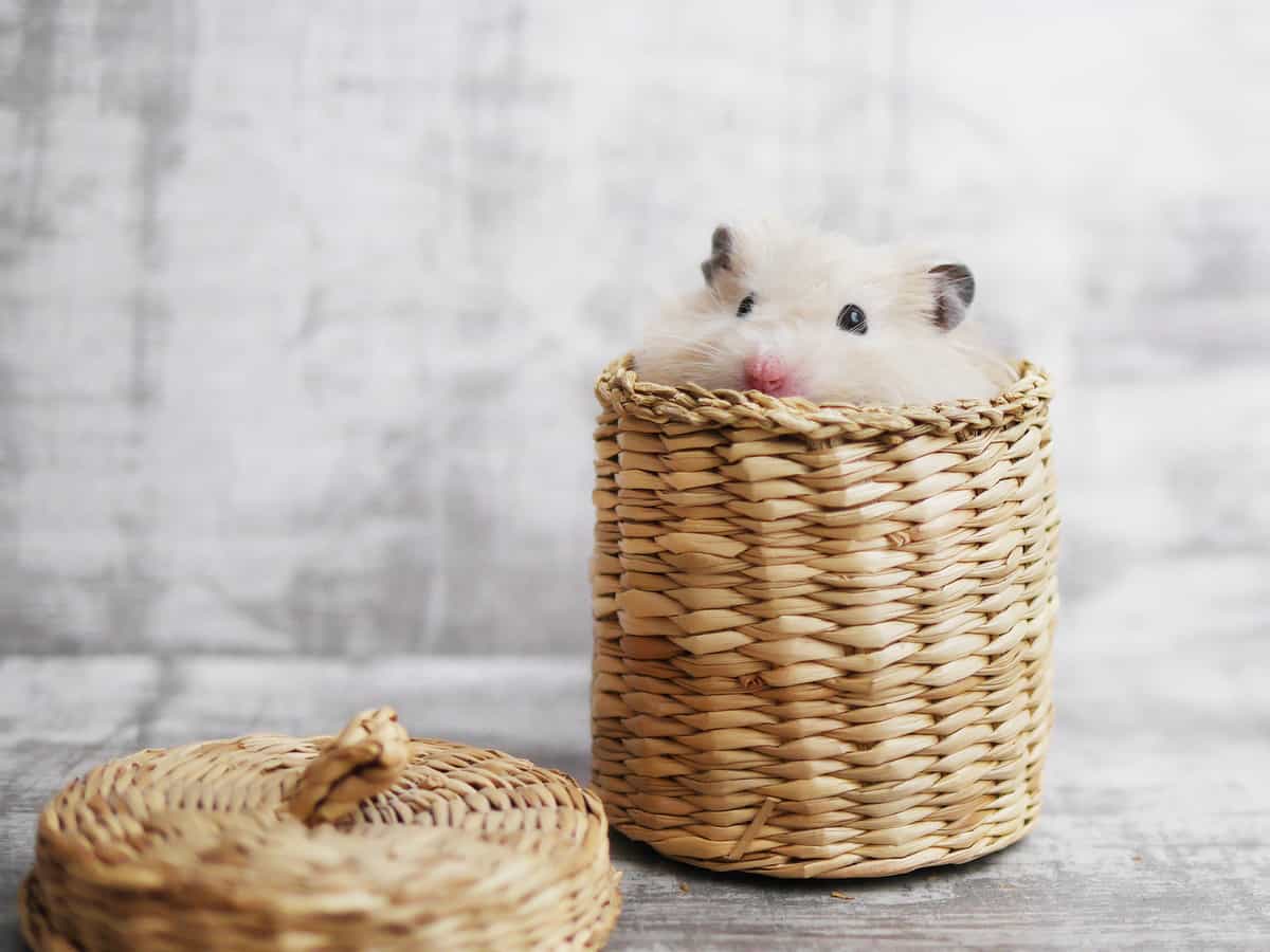 Hamster hiding