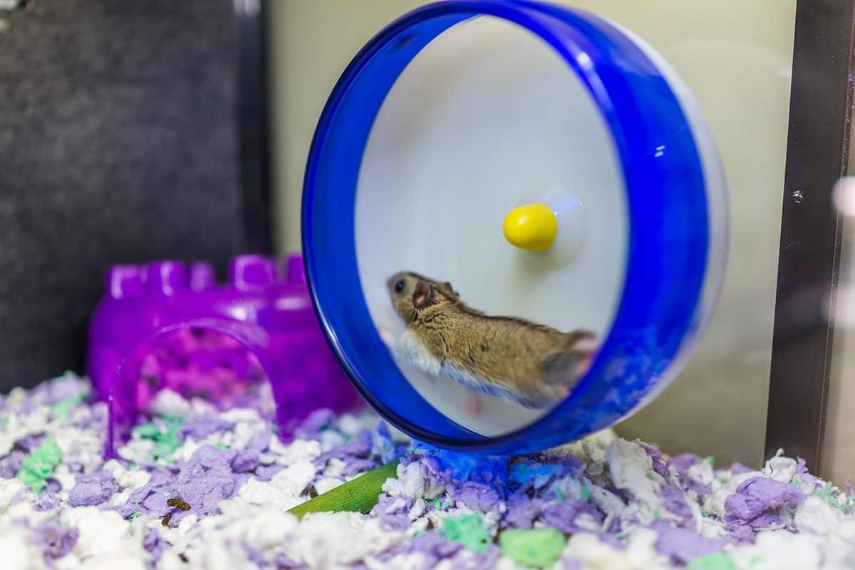Hamster running on wheel