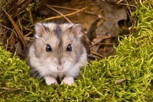 Read more about the article Can I Release My Hamster into the Wild?