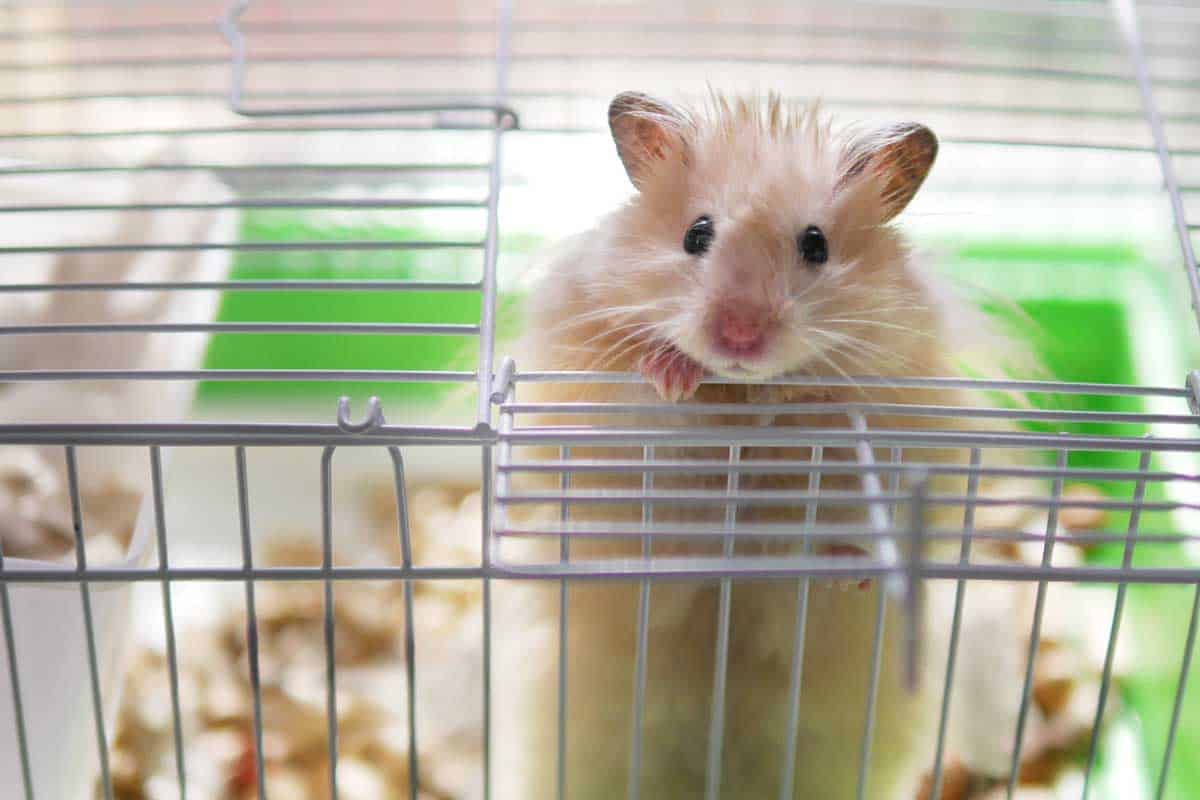 Little hamster looking out of cage