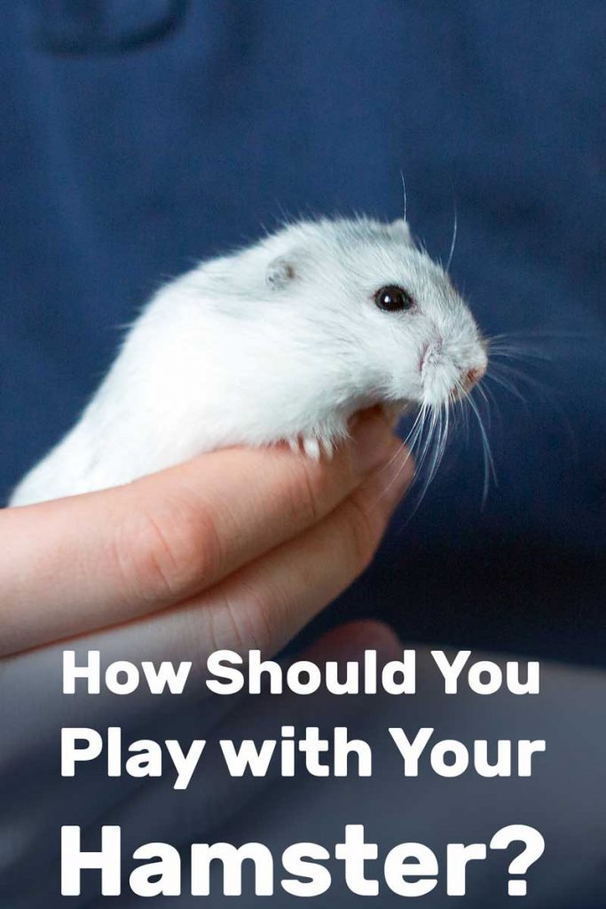 How Should You Play with Your Hamster