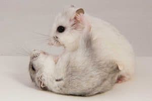 Read more about the article Why do Hamsters Fight? (And How to Keep Yours From Doing That)