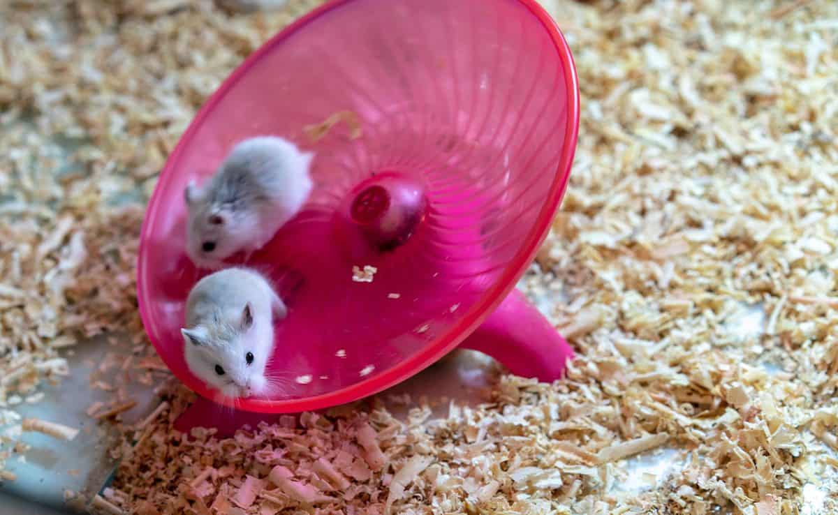 White hamsters doing some exercise on pink round wheel flying saucer toy