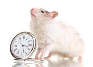 Read more about the article How long do hamsters live?