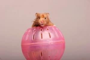 Read more about the article How Long Can You Keep a Hamster in a Ball?