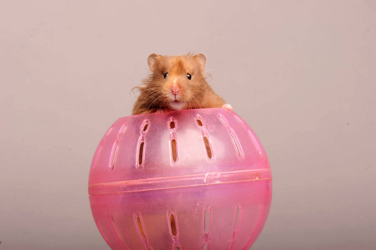 Adorable brown hamster on a ball