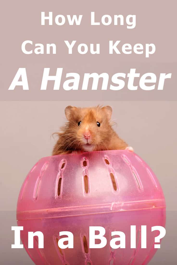 How Long Can You Keep a Hamster in a Ball? - 