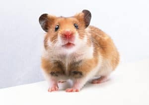 Read more about the article Do Hamsters Make Noises? (Including The Complete Hamsterese Dictionary!)