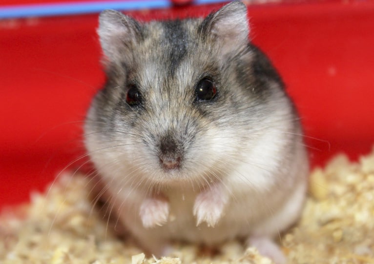 What do hamsters see and hear