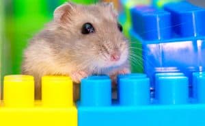 What Toys Should I Get My Hamster?