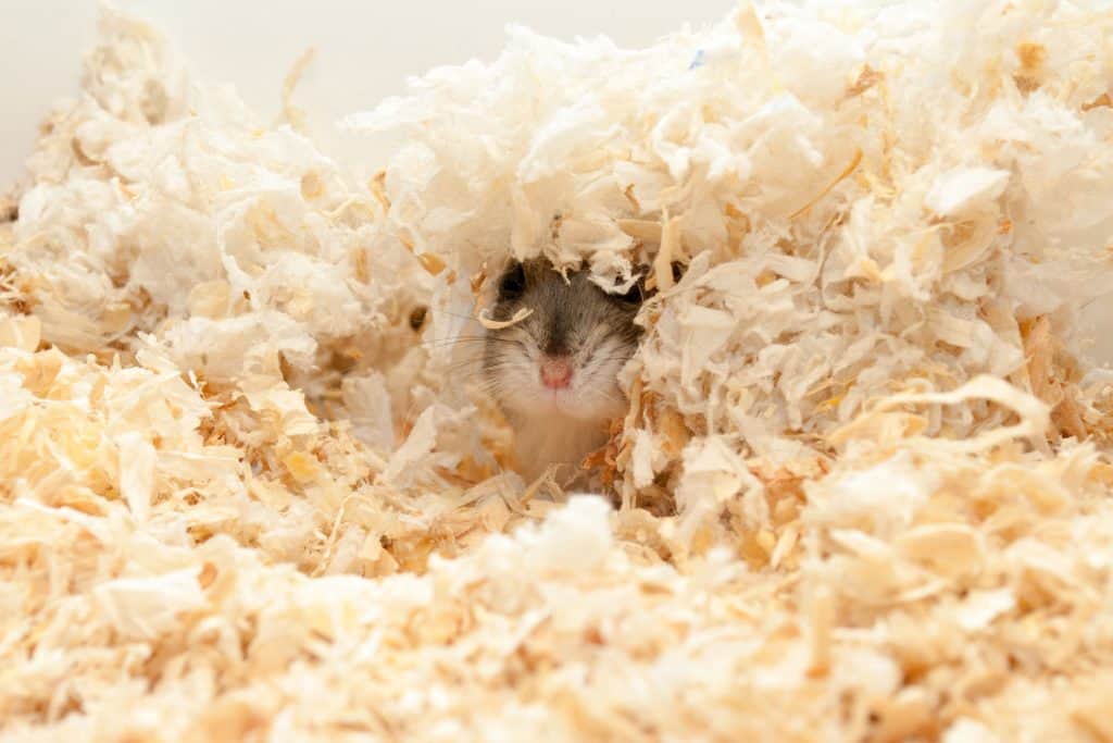 A cute dwarf hamster hiding under a pile of wood shavings