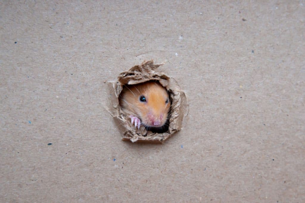A cute little hamster eating away pieces of cardboard