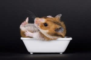 Read more about the article Bathing Your Hamster: What Every Owner Needs to Know