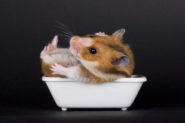 Bathing Your Hamster: What Every Owner Needs to Know