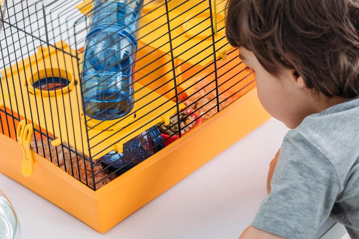 Boy looking at orange pet cage with blue transparent tunnel