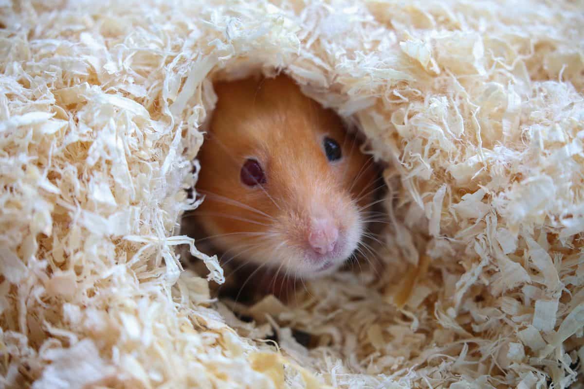 Cute Syrian hamster poking her head out of a nest of wood chippings