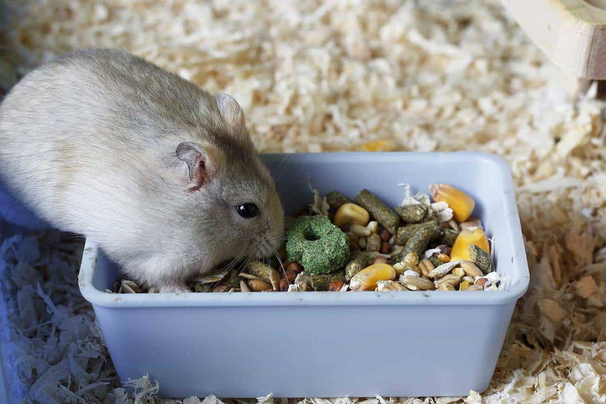 Dwarf furry hamster eats food next to the feeder 