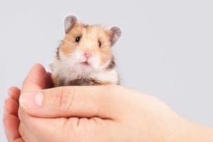 Read more about the article 37 Hamster Care Tips That Will Take You to the Next Level