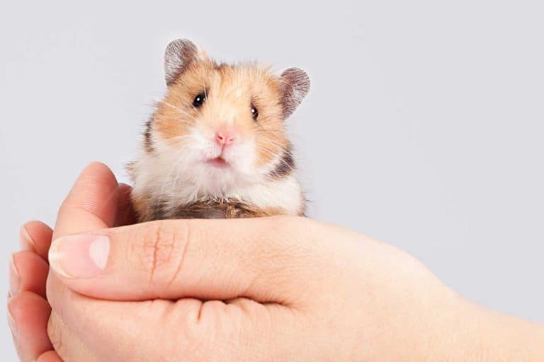 37 Hamster Care Tips That Will Take You To The Next Level