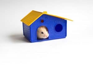 Read more about the article 17 Hamster House Ideas That Will Make You Go AWWWW