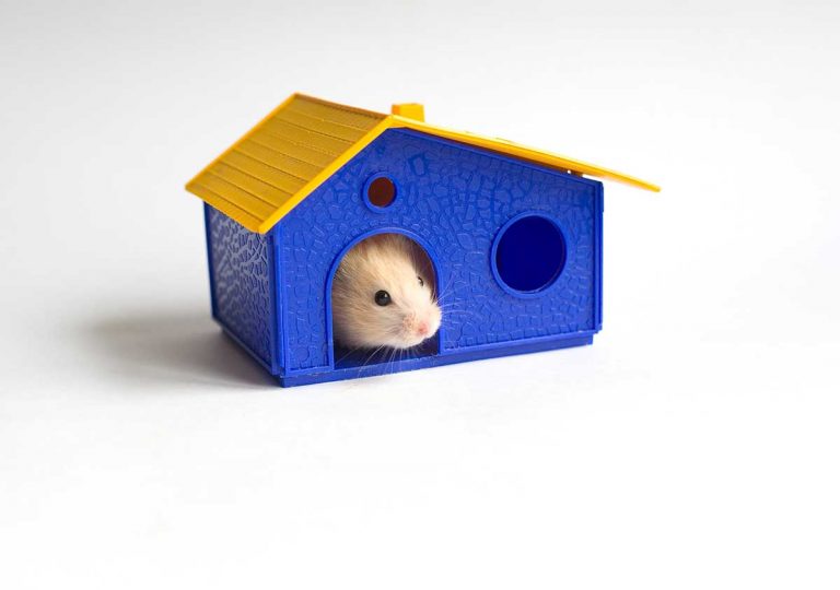 17 Hamster House Ideas That Will Make You Go Awwww