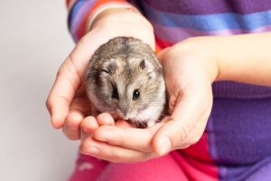 Read more about the article Does My Hamster Actually Know Me?