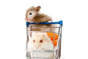 Read more about the article How Much Does a Hamster Cost? (Including Care Costs)