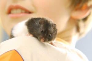 Read more about the article How to Get Your Hamster to Like You