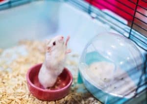 Read more about the article How to Give My Hamster a Sand Bath