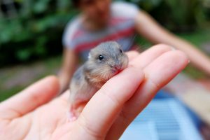 Read more about the article How to Take Care of Baby Hamsters