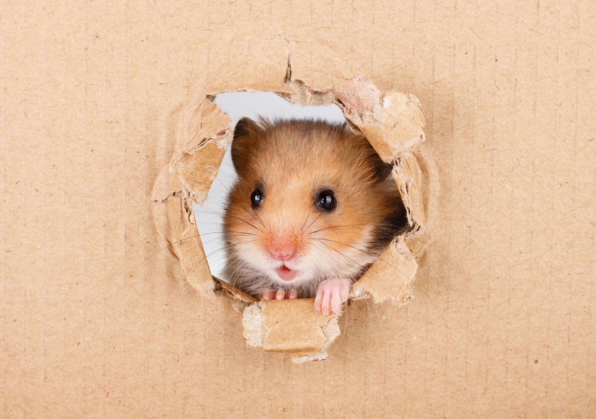 Little hamster looking up in cardboard side torn hole