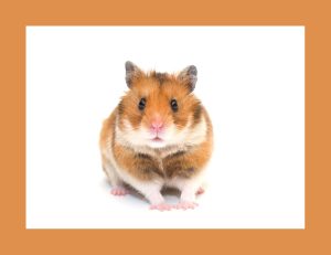 Read more about the article Pregnancy and Birth in Syrian Hamsters